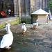 Cloister Geese