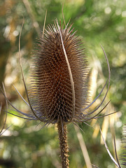 The obligatory teasel