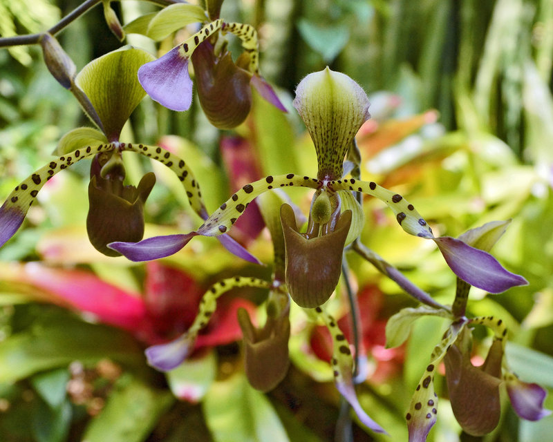Paphiopedilum lowii – Phipps Conservatory, Pittsburgh, Pennsylvania