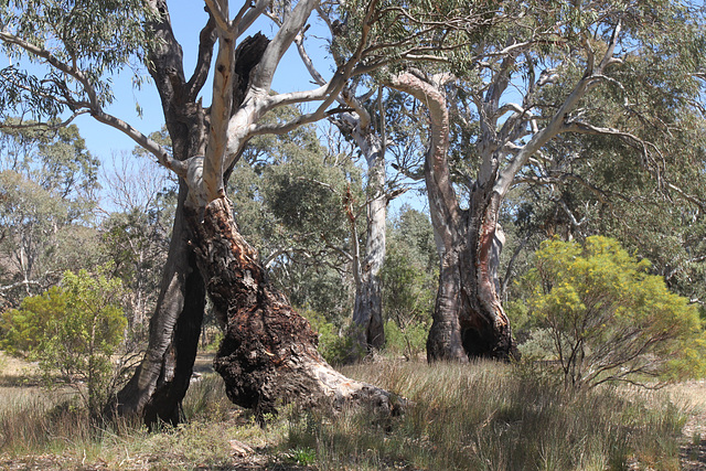 Burra Creek, World's End