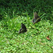 Butterflies... Spicebush Swallowtails