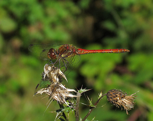 Common Darter