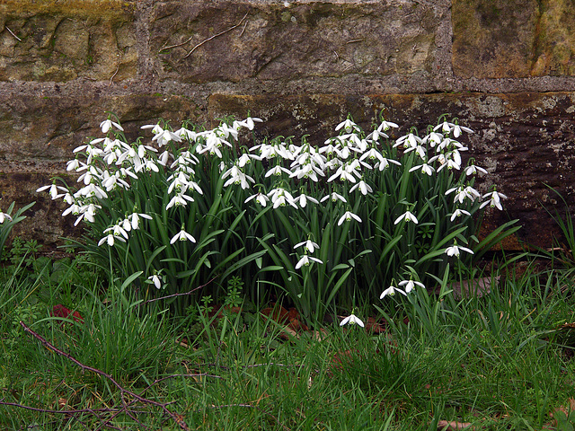 Galanthus