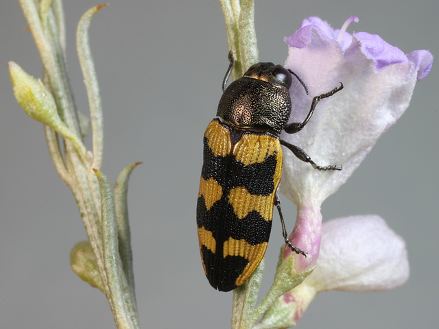 Castiarina macarthuri, PL2335