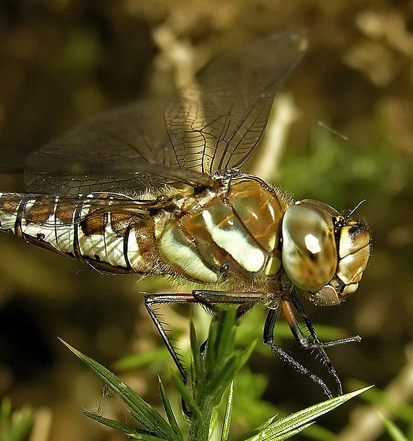 Migrant Hawker