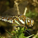 Migrant Hawker