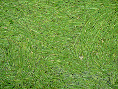 cut grass whorls
