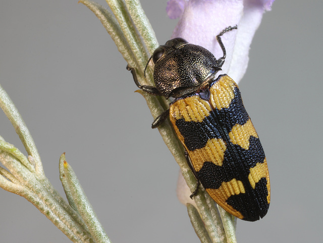 Castiarina macarthuri, PL2335