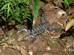 Tegu