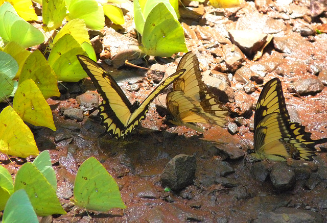 The Swallowtails Have Arrived