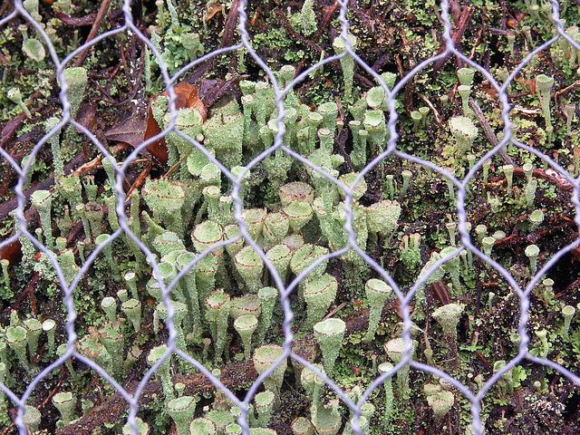 Lichen on the outside of the Ice House