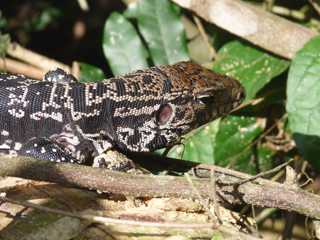 Head of a Tegu