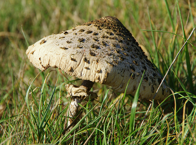 field mushroom