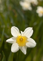 Daffodil in Victoria Park, Edinburgh