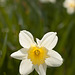 Daffodil in Victoria Park, Edinburgh