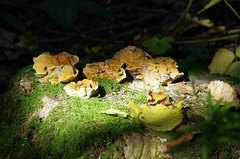 fungi on a mossy stump