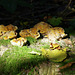 fungi on a mossy stump