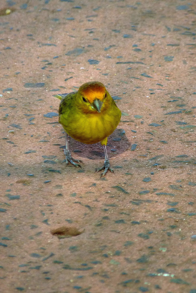 Orange-fronted Yellow Finch