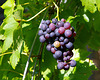 Black Hamburg grapes