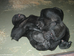 Junge Gorillas raufen (Wilhelma)