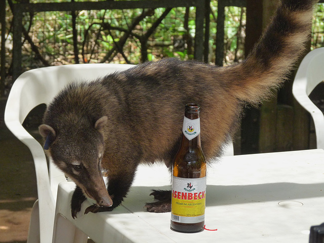 Scavenging Coati at the Cafe