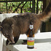 Scavenging Coati at the Cafe