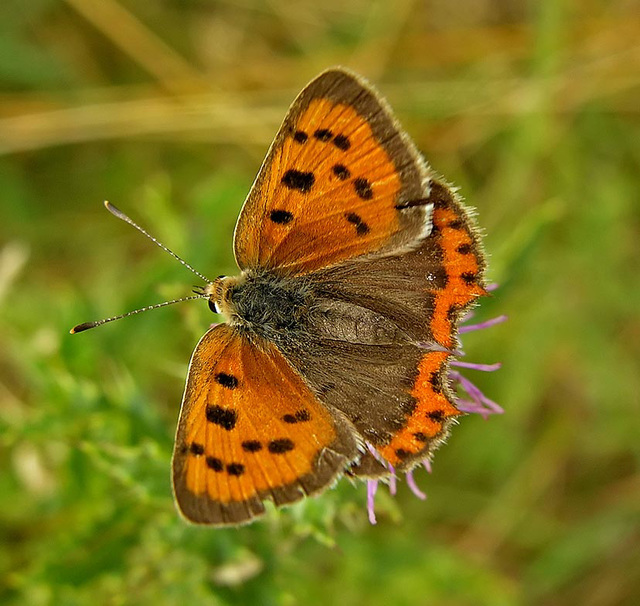 Small Copper