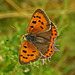 Small Copper