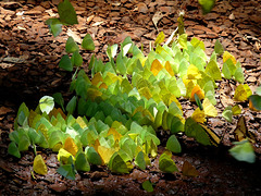 Butterflies Drinking