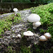 tiny slimy fungi