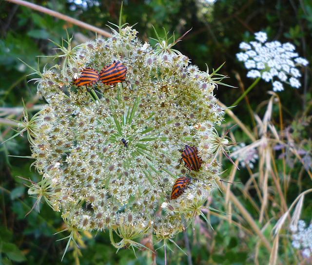 stripy shield bugs