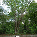 The Knightwood Oak - 600 years old