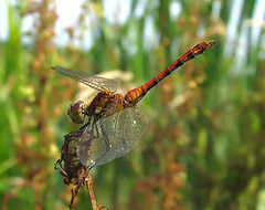 Ruddy Darter