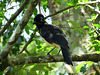 Unidentified Bird (Now known to be a Plush-crested Jay- see comment below)