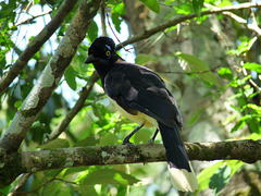 Unidentified Bird (Now known to be a Plush-crested Jay- see comment below)