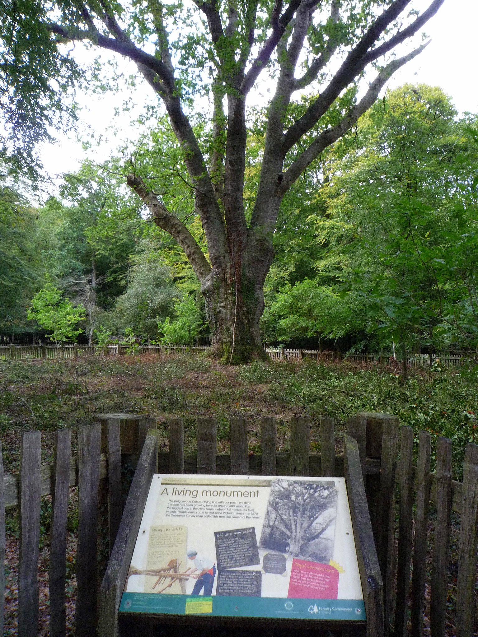 The Knightwood Oak