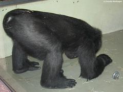 junger Gorilla (Wilhelma)