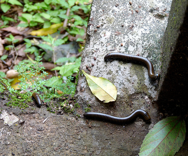 Big Millipedes