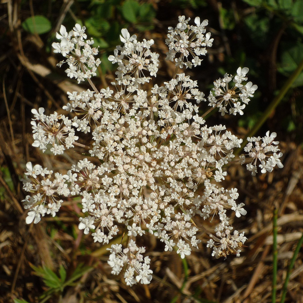 umbel