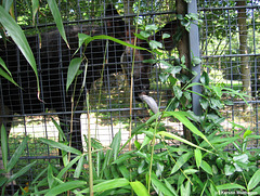 Okapi-Jungtier (Wilhelma)