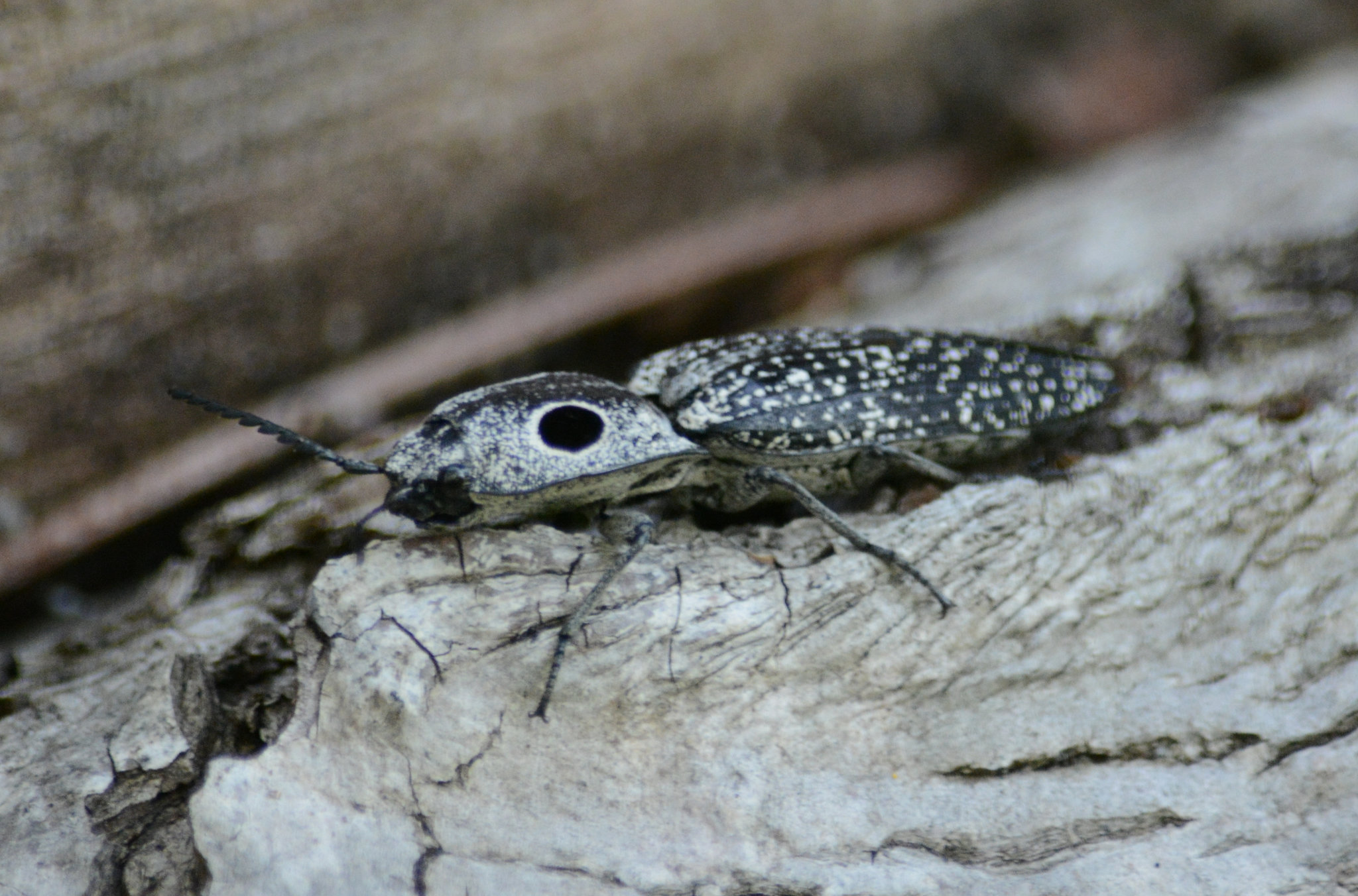 "Eyed" click beetle