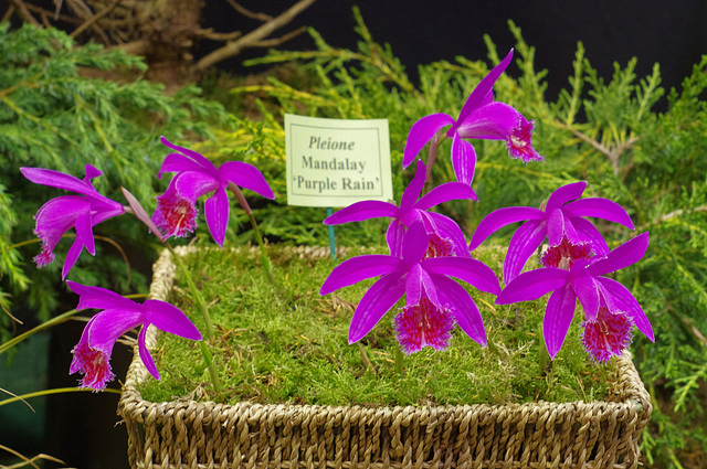 Pleione Mandalay 'Purple Rain'