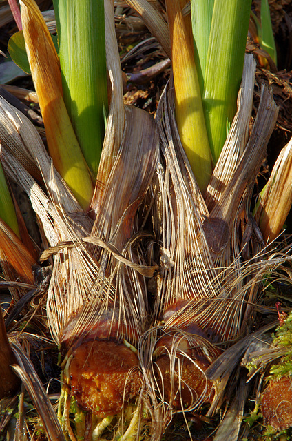 Iris pseudacorus