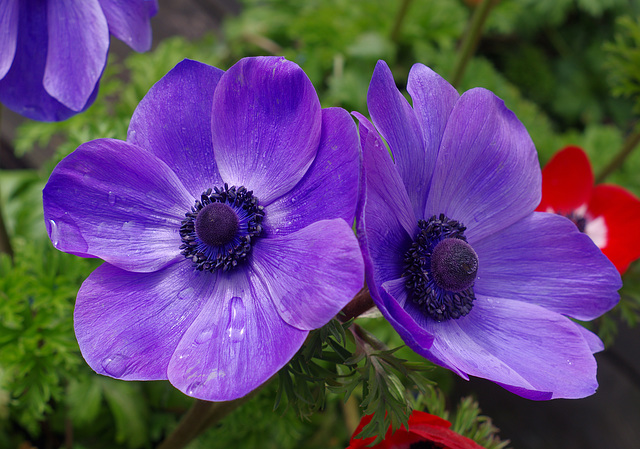 Anemone