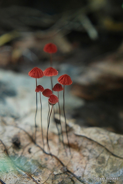 20100702-0749 Marasmius sp.