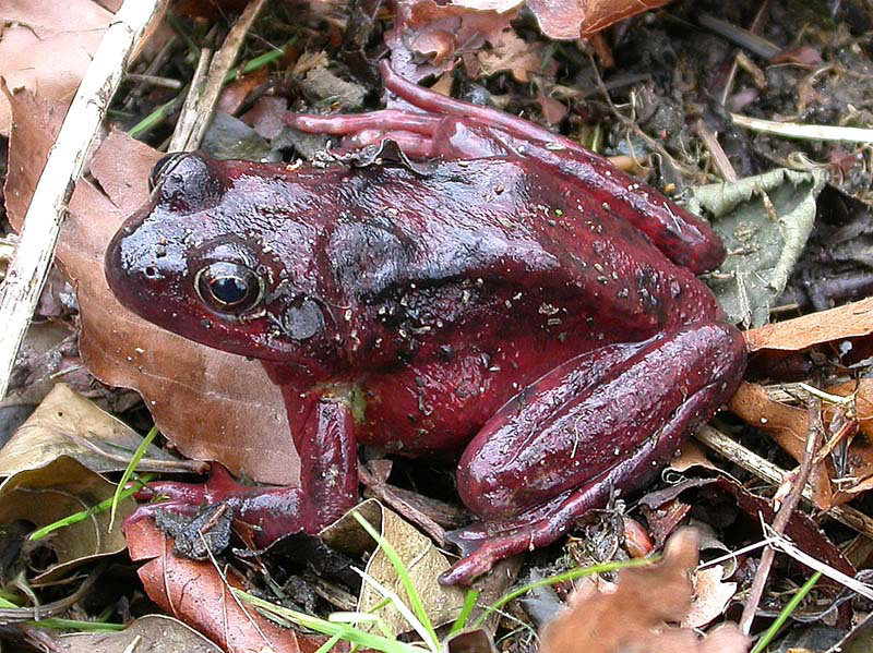 Red Frog