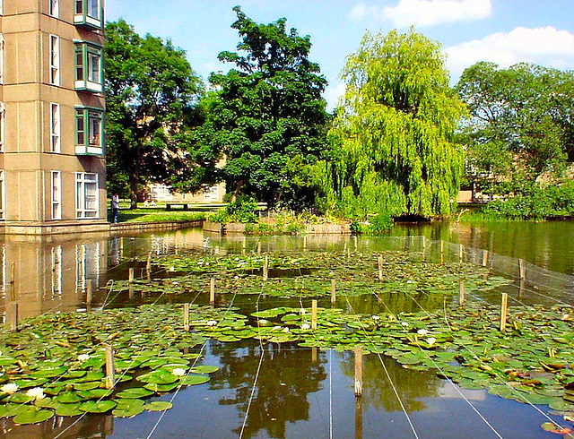 Lily pond.