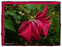MON JARDIN