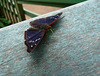 Butterfly Obtaining Moisture From Fence