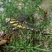 Migrant Hawker